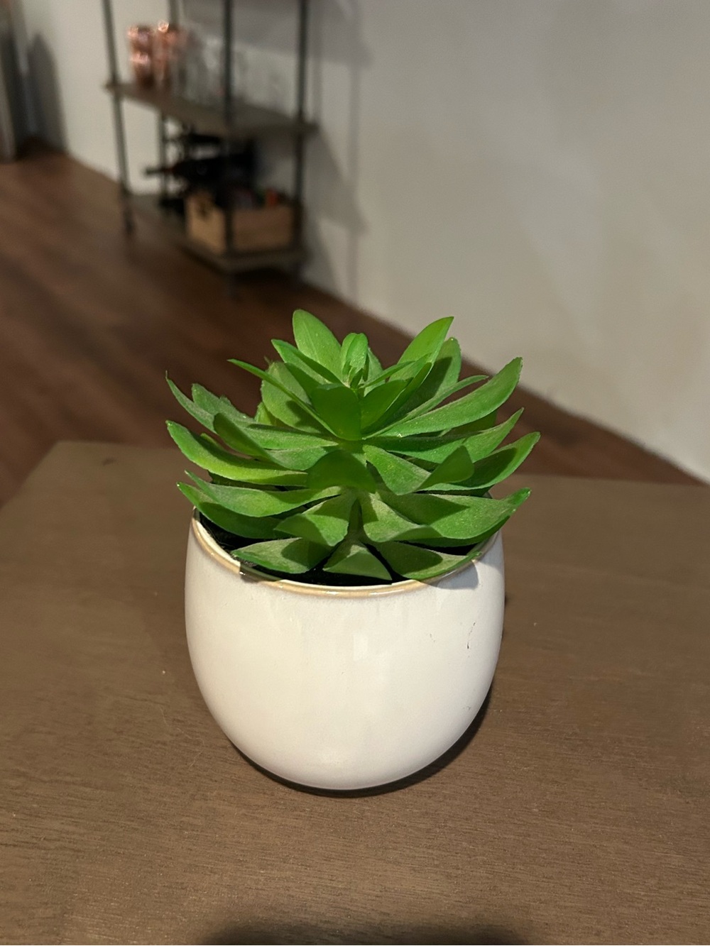 Succulent Plant Decor